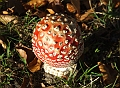 Signs of Autumn 01